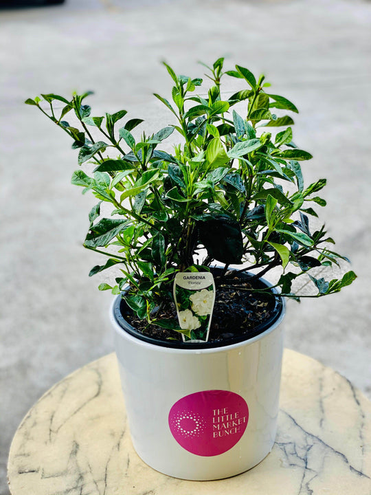 
                  
                    Gardenia box shot by The Little Market Bunch in Melbourne.
                  
                