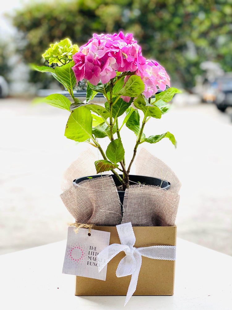 Hydrangea shot by The Little Market Bunch in Melbourne.