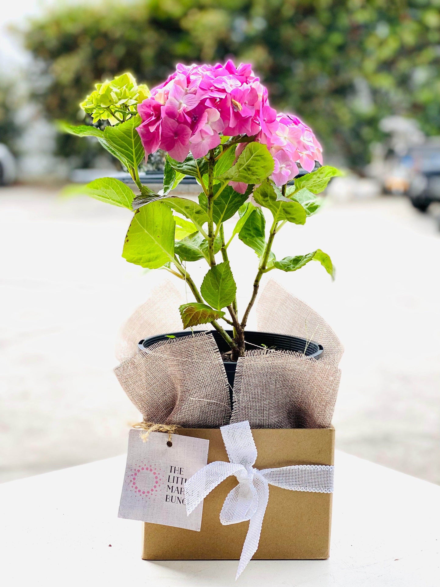 Hydrangea shot by The Little Market Bunch in Melbourne.