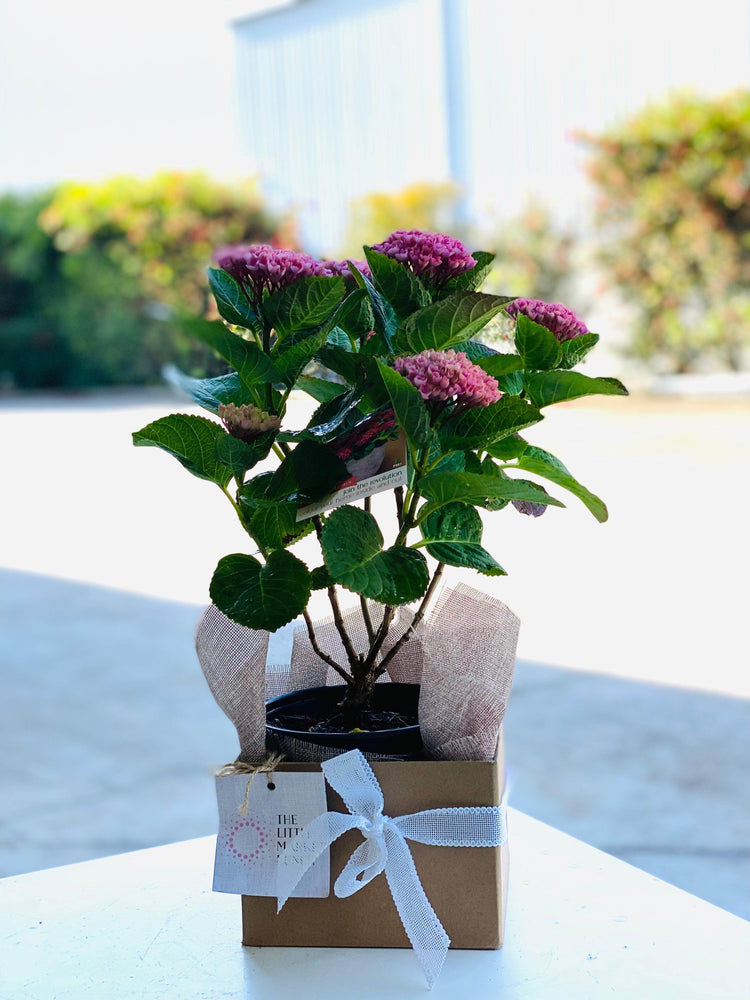 
                  
                    Hydrangea shot by The Little Market Bunch in Melbourne.
                  
                