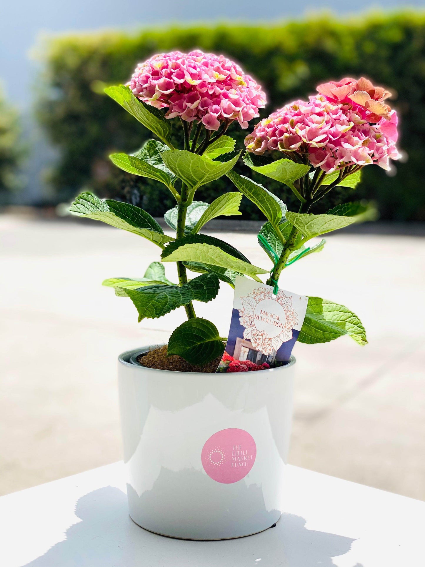 
                  
                    Hydrangea shot by The Little Market Bunch in Melbourne.
                  
                