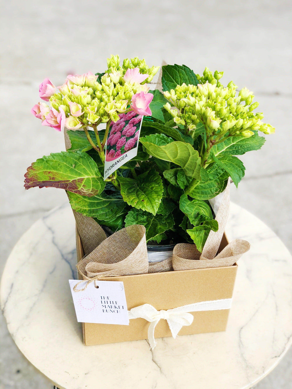 Hydrangea shot by The Little Market Bunch in Melbourne.