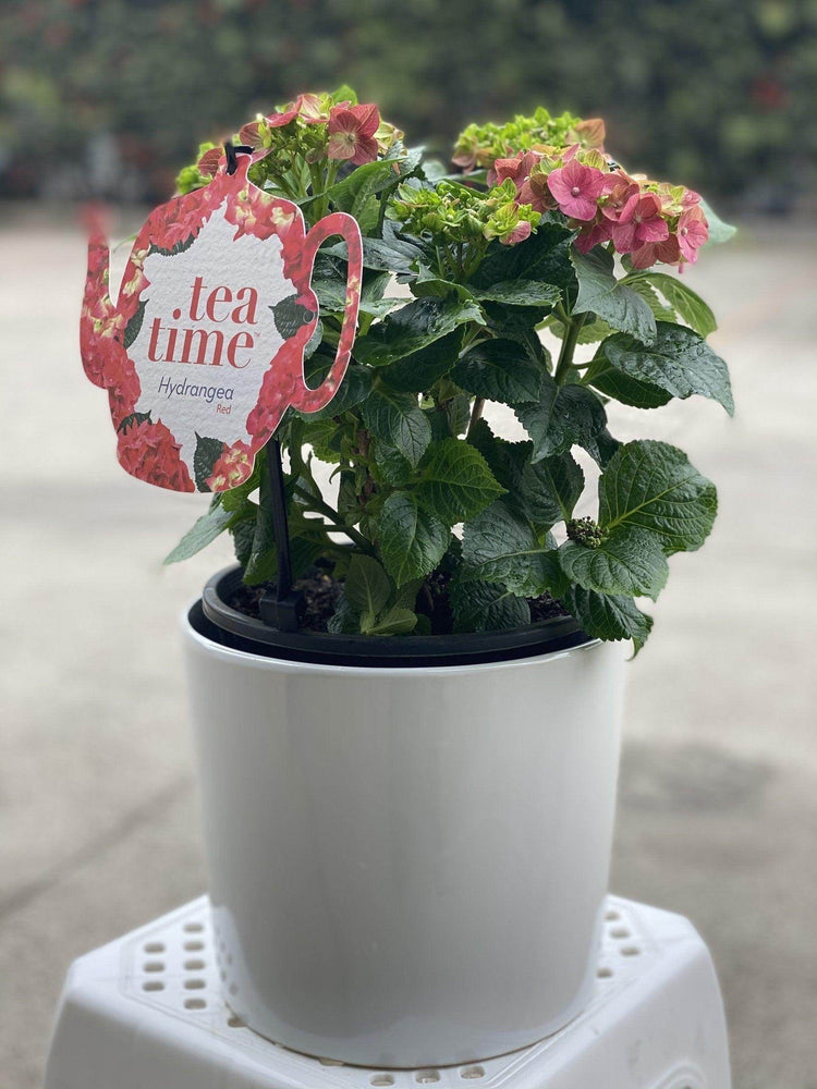 
                  
                    Hydrangea shot by The Little Market Bunch in Melbourne.
                  
                