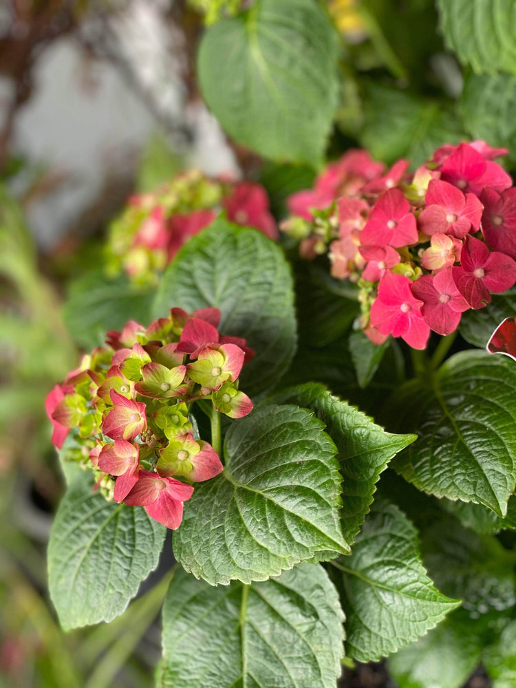 
                  
                    Hydrangea shot by The Little Market Bunch in Melbourne.
                  
                