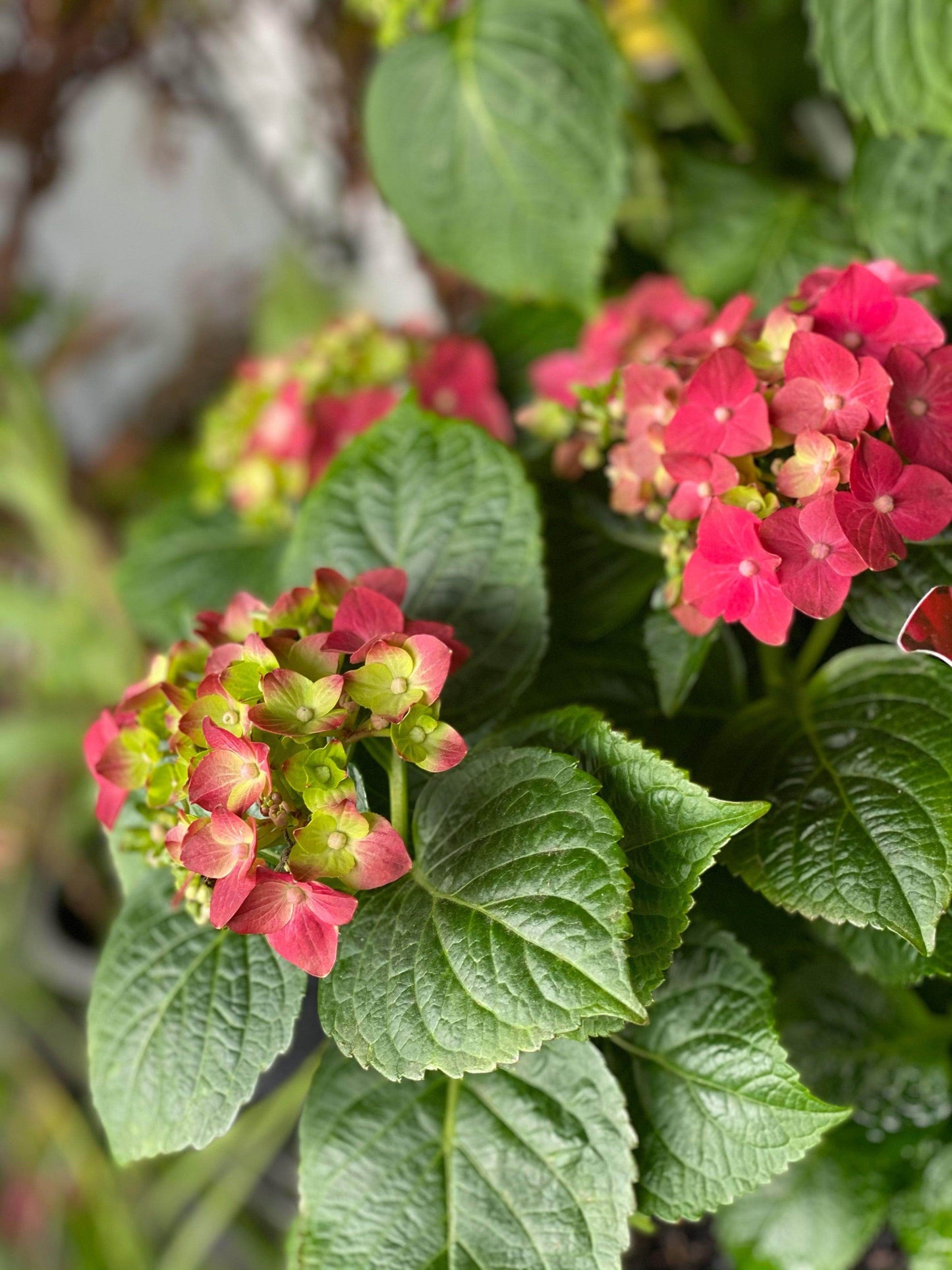 
                  
                    Hydrangea shot by The Little Market Bunch in Melbourne.
                  
                