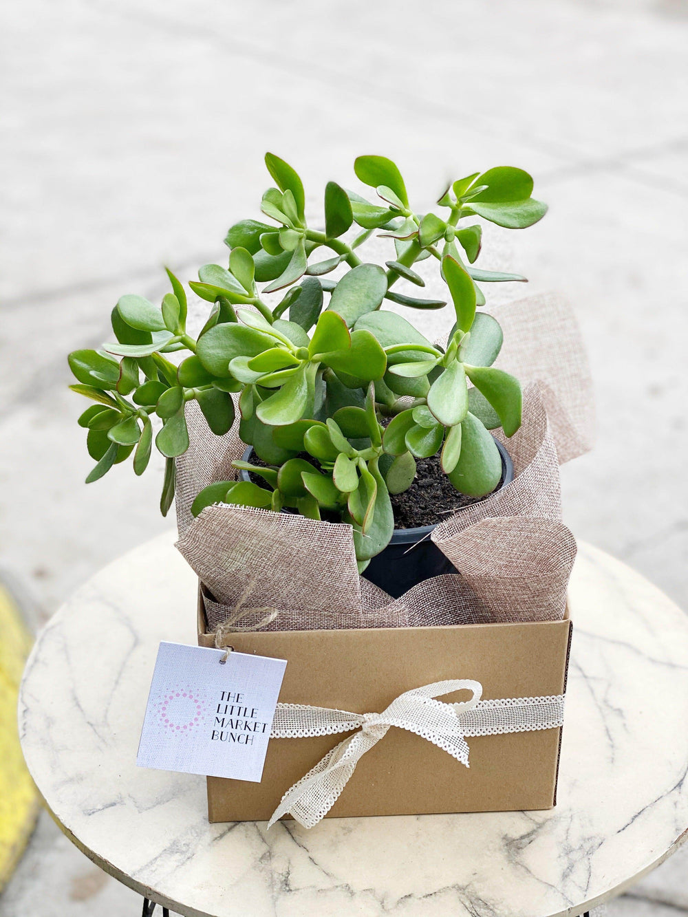 Jade plant shot by The Little Market Bunch in Melbourne.