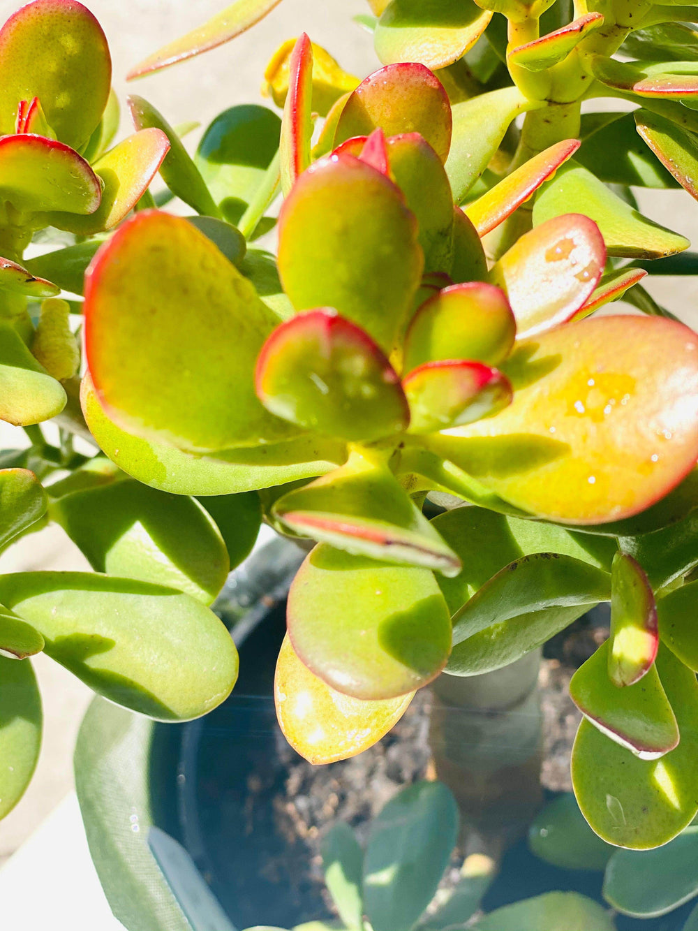 jade plant australia Jade plant