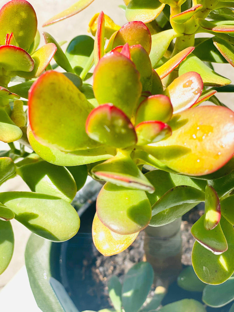 
                  
                    Jade plant shot by The Little Market Bunch in Melbourne.
                  
                