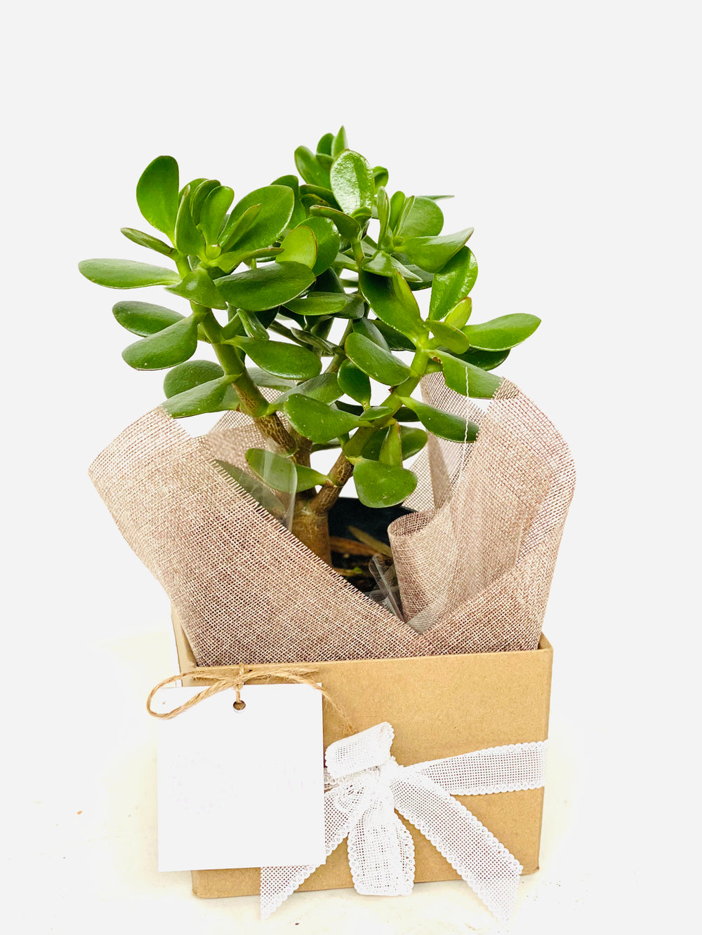 jade plant as a gift Jade plant