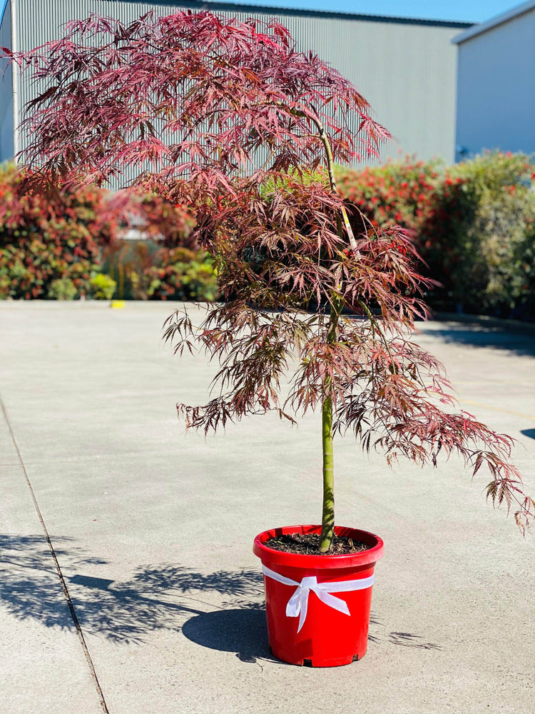 Japanese Maple Tree box shot by The Little Market Bunch in Melbourne.