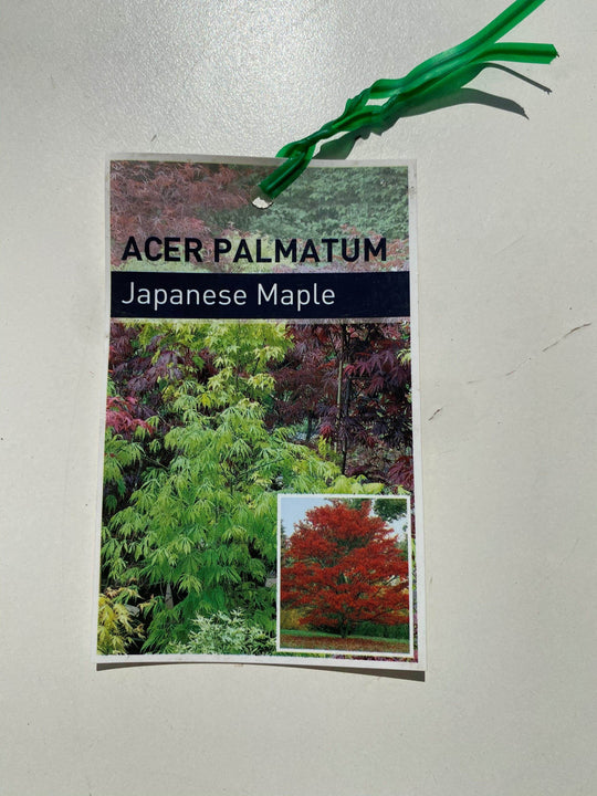 Japanese Maple Tree box shot by The Little Market Bunch in Melbourne.