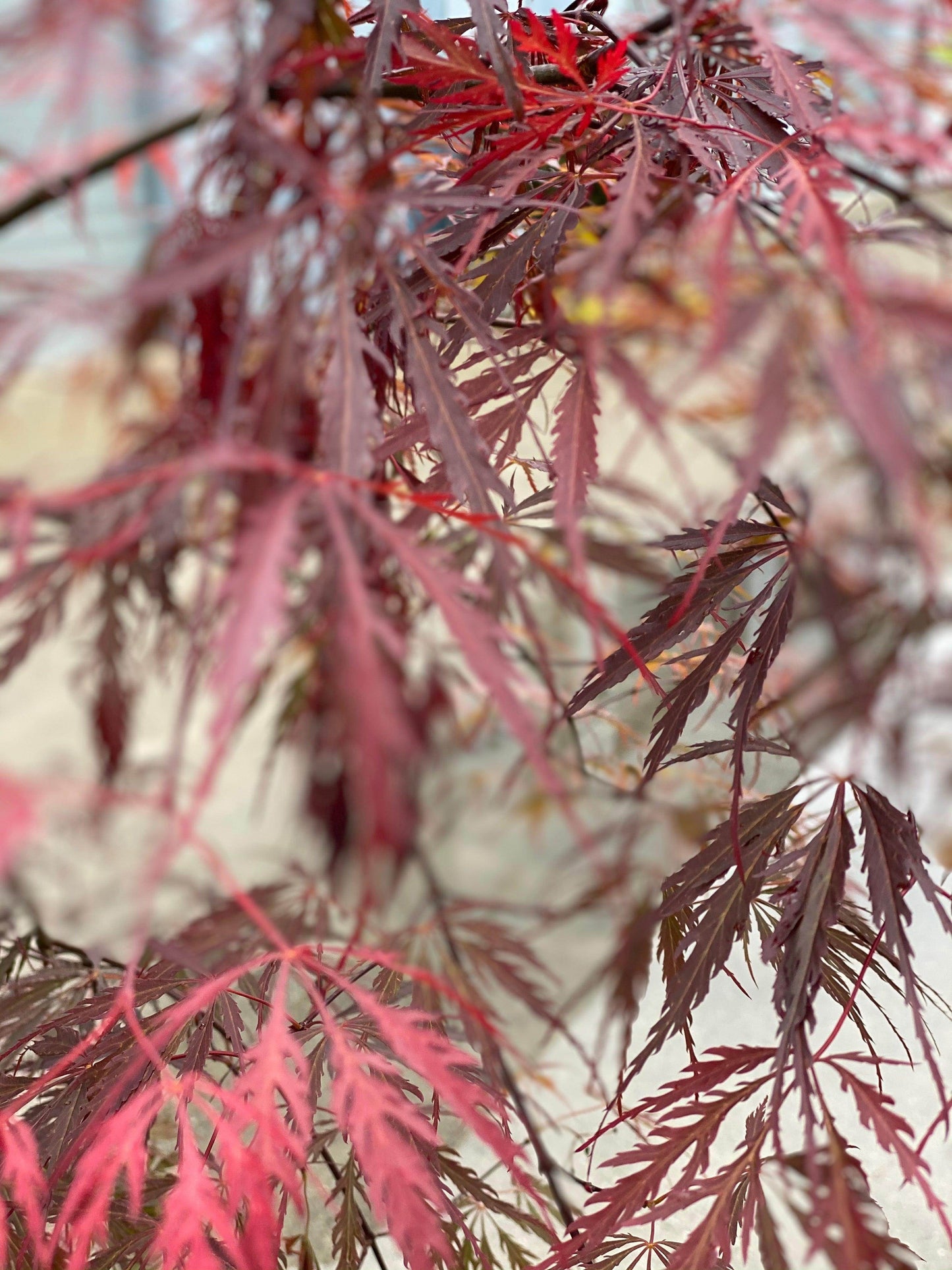 
                  
                    Japanese Maple Tree box shot by The Little Market Bunch in Melbourne.
                  
                