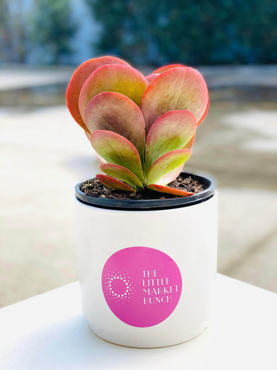 Kalanchoe thyrsiflora shot by The Little Market Bunch in Melbourne.