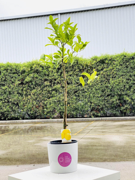 
                  
                    Lemon tree shot by The Little Market Bunch in Melbourne.
                  
                