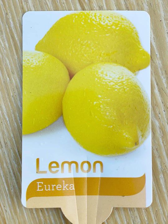
                  
                    Lemon tree shot by The Little Market Bunch in Melbourne.
                  
                
