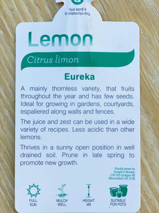
                  
                    Lemon tree shot by The Little Market Bunch in Melbourne.
                  
                