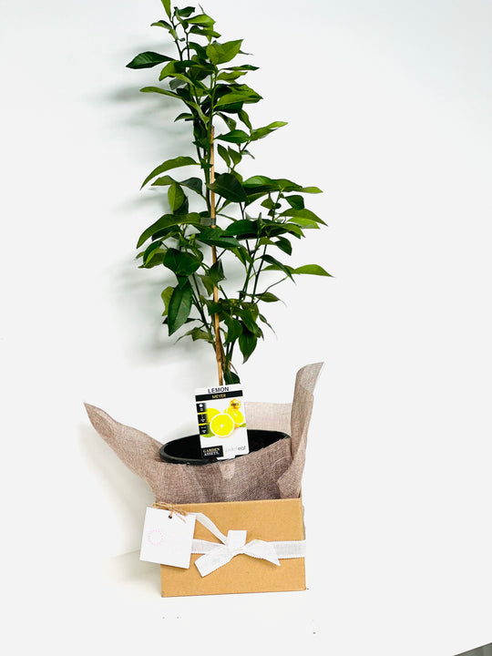 
                  
                    Lemon tree shot by The Little Market Bunch in Melbourne.
                  
                