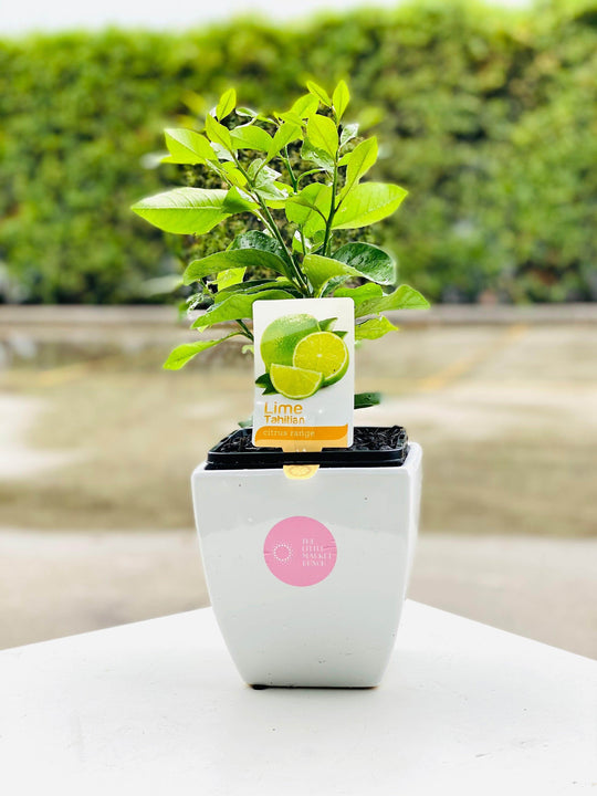 Lime tree shot by The Little Market Bunch in Melbourne.