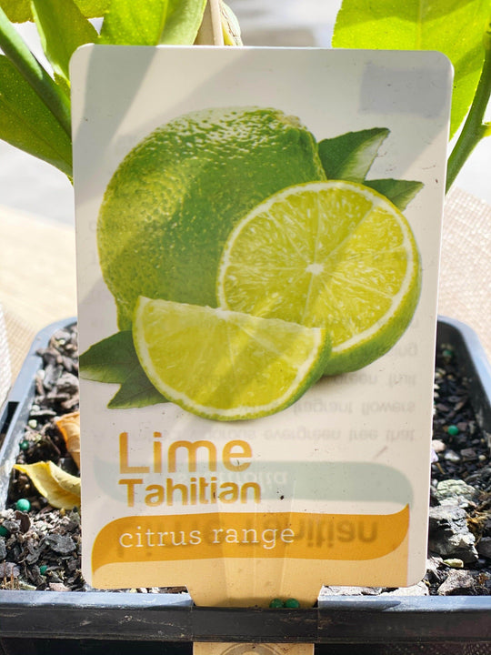 
                  
                    Lime tree shot by The Little Market Bunch in Melbourne.
                  
                