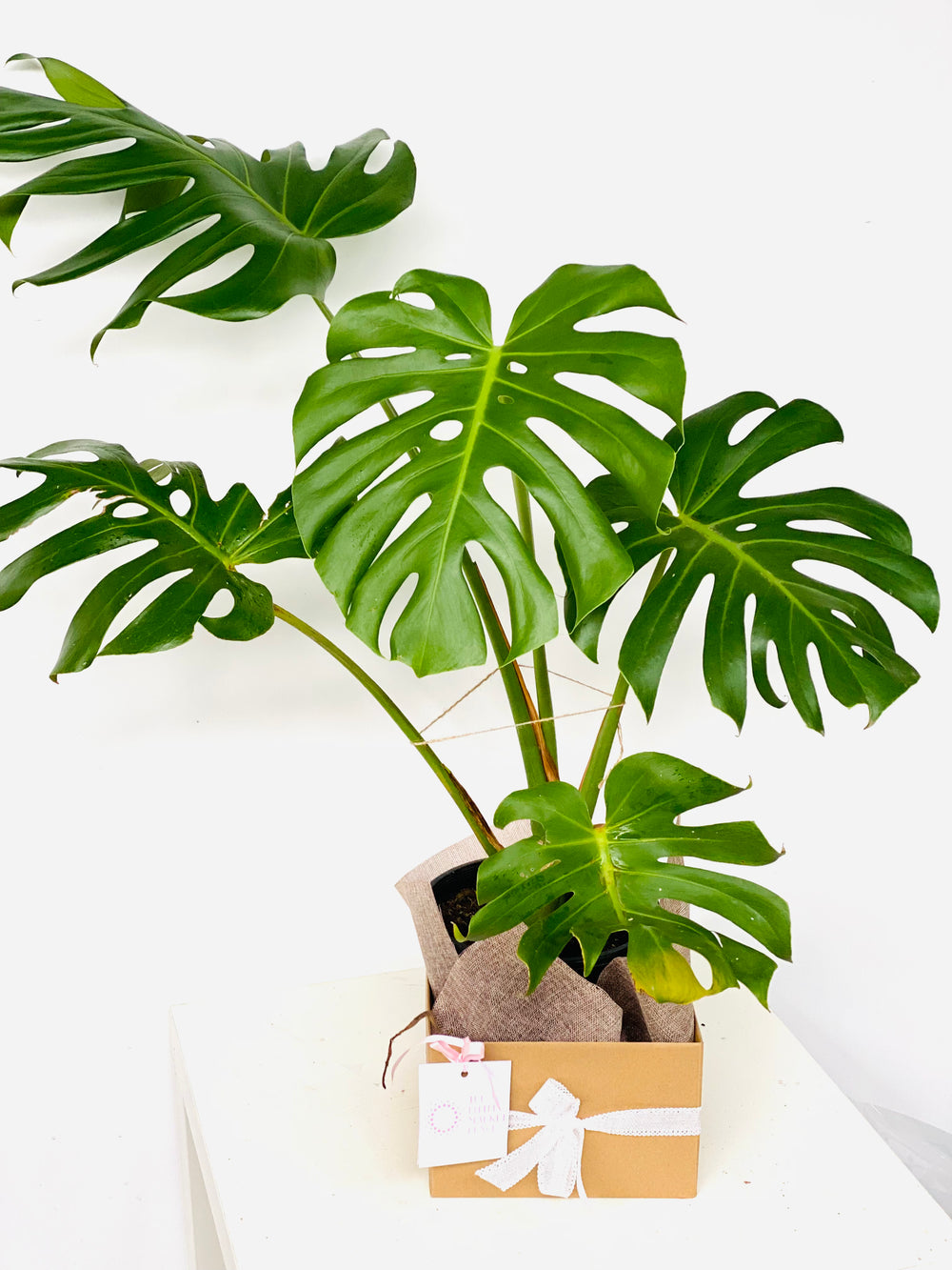 monstera deliciosa - 70 cm green bubble Monstera
