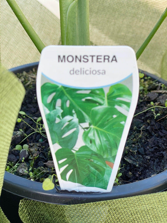 
                  
                    Monstera shot by The Little Market Bunch in Melbourne.
                  
                