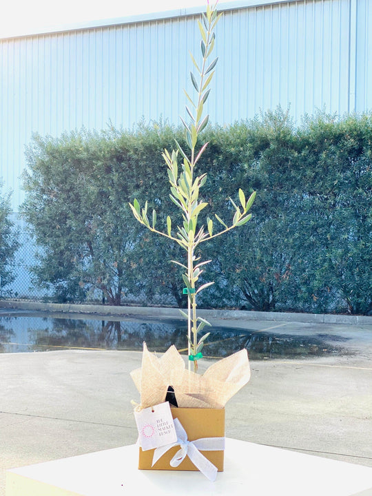 Olive tree shot by The Little Market Bunch in Melbourne.