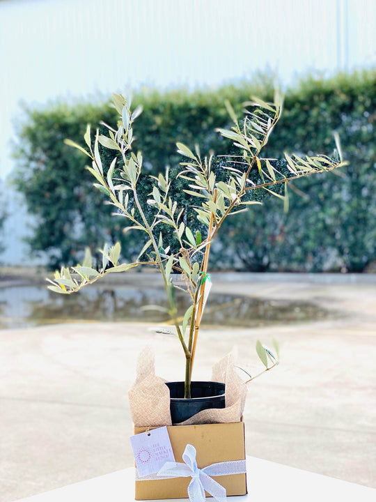 Olive tree shot by The Little Market Bunch in Melbourne.