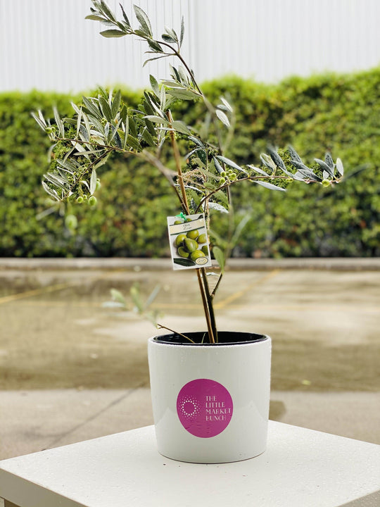 
                  
                    Olive tree shot by The Little Market Bunch in Melbourne.
                  
                