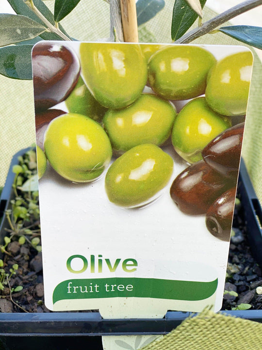 
                  
                    Olive tree shot by The Little Market Bunch in Melbourne.
                  
                