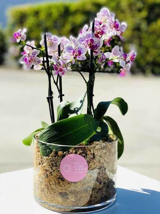 Orchid Pot ( pink ) shot by The Little Market Bunch in Melbourne.