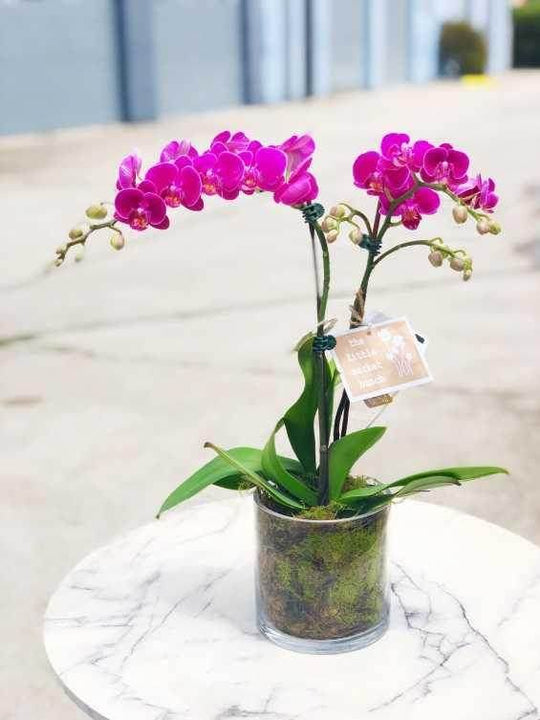 Orchid Pot ( pink ) shot by The Little Market Bunch in Melbourne.