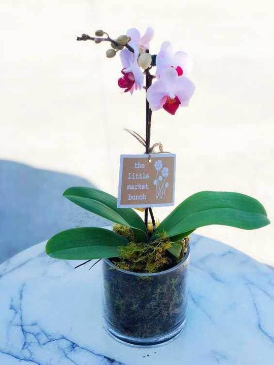 
                  
                    A pink orchid plant with multiple stems, featuring green leaves and fragrant pink flowers, arranged in a clear pot filled with soil and a specialized fertilizer.
                  
                