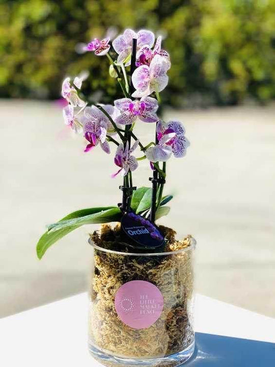 
                  
                    Orchid Pot ( pink ) shot by The Little Market Bunch in Melbourne.
                  
                