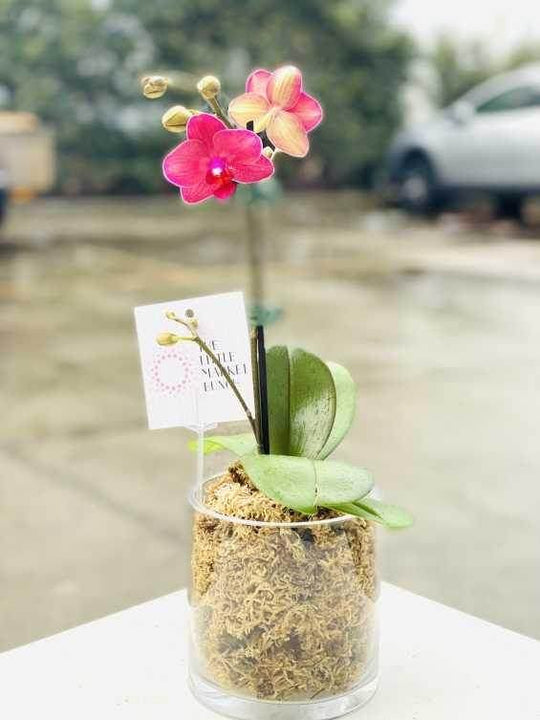 
                  
                    Orchid Pot ( pink ) shot by The Little Market Bunch in Melbourne.
                  
                