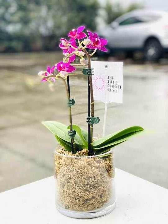 
                  
                    Orchid Pot ( pink ) shot by The Little Market Bunch in Melbourne.
                  
                