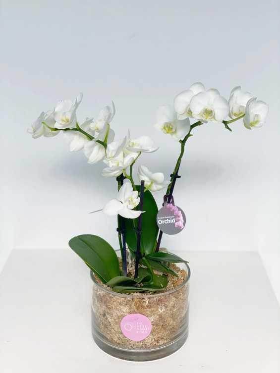 Orchid pot ( white ) shot by The Little Market Bunch in Melbourne.