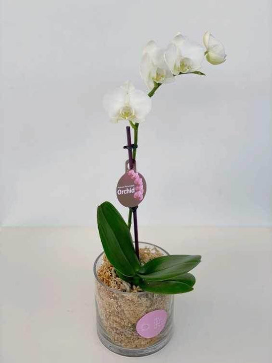 Orchid pot ( white ) shot by The Little Market Bunch in Melbourne.