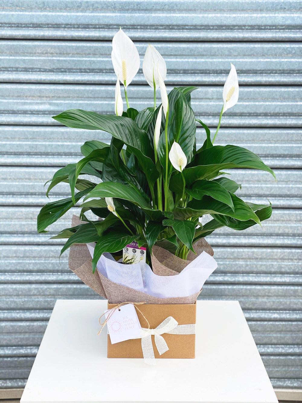 peace lily housewarming Peace Lily Delivery Melbourne, Potted Peace Lily