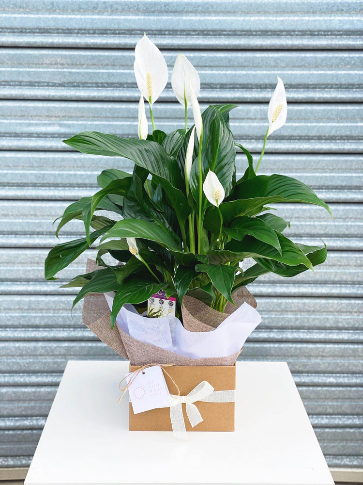 Peace Lily shot by The Little Market Bunch in Melbourne.