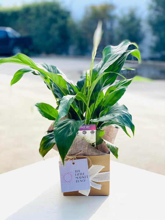 Peace Lily shot by The Little Market Bunch in Melbourne.