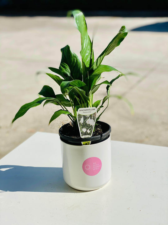 
                  
                    Peace Lily shot by The Little Market Bunch in Melbourne.
                  
                