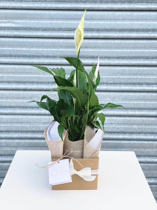 
                  
                    Peace Lily shot by The Little Market Bunch in Melbourne.
                  
                
