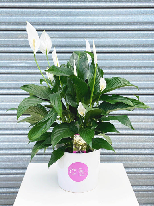
                  
                    Peace Lily shot by The Little Market Bunch in Melbourne.
                  
                