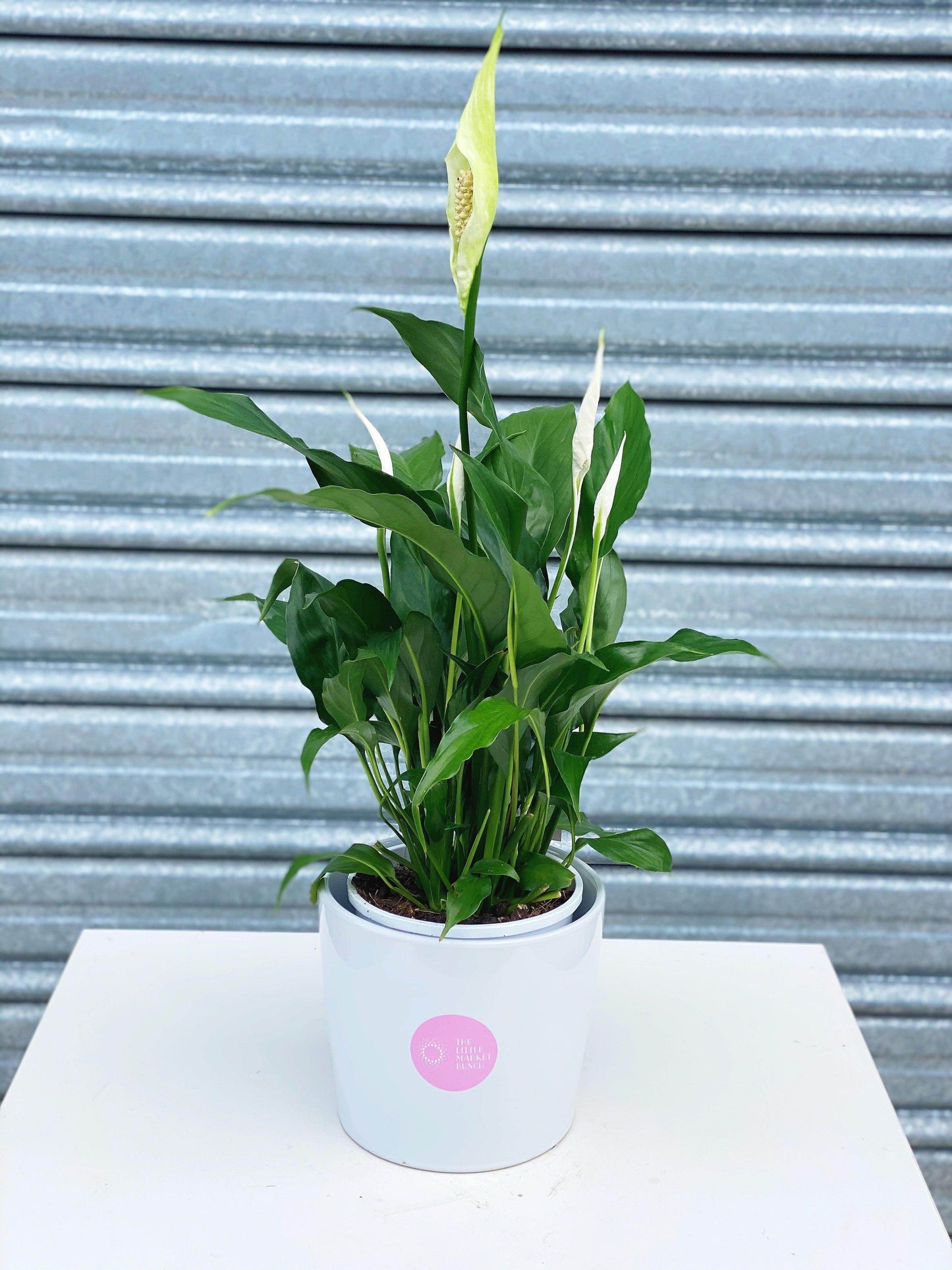 
                  
                    Peace Lily shot by The Little Market Bunch in Melbourne.
                  
                