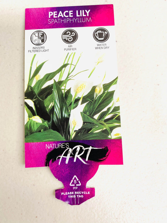 
                  
                    Peace Lily shot by The Little Market Bunch in Melbourne.
                  
                