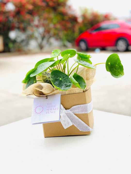 Peperomia shot by The Little Market Bunch in Melbourne.