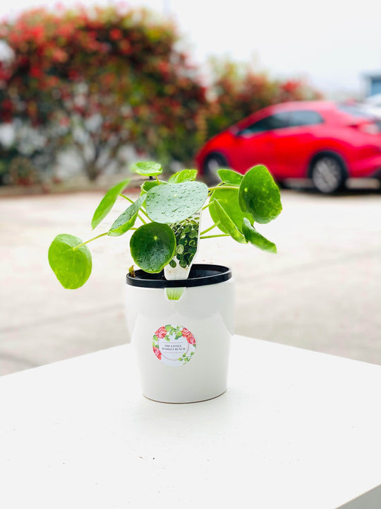 Peperomia shot by The Little Market Bunch in Melbourne.