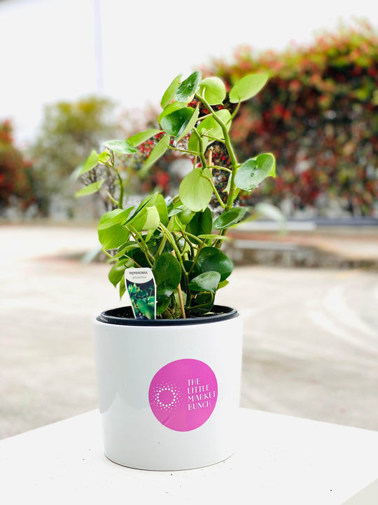 
                  
                    Peperomia shot by The Little Market Bunch in Melbourne.
                  
                