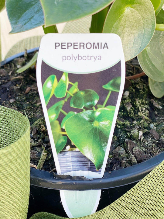 
                  
                    Peperomia shot by The Little Market Bunch in Melbourne.
                  
                