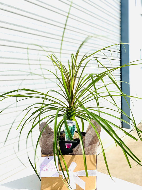 
                  
                    Ponytail Plam shot by The Little Market Bunch in Melbourne.
                  
                
